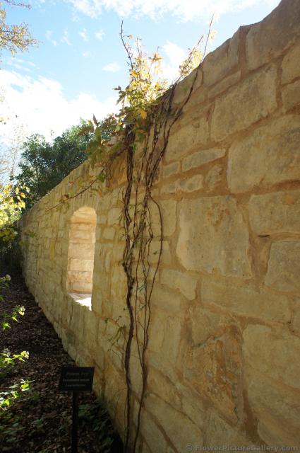 Poison Ivy climbs stone wall at Lady Bird Johnson Wildflower Center.jpg