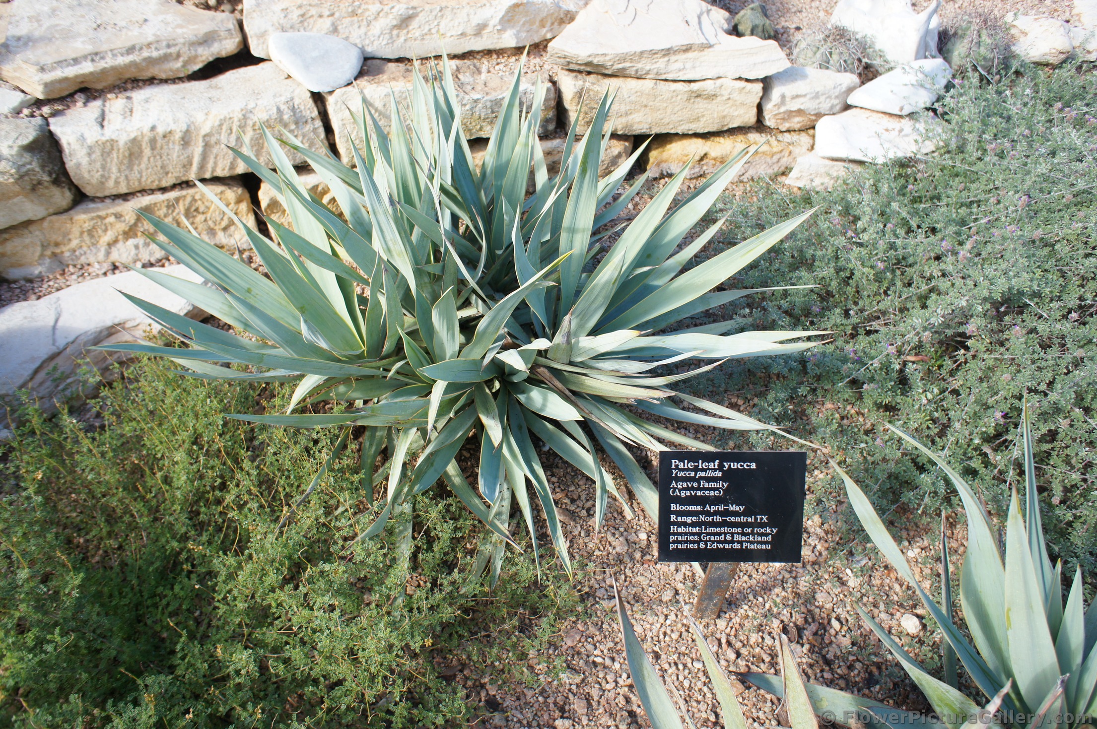 Pale-leaf yucca at Lady Bird Johnson Wildflower Center.jpg
