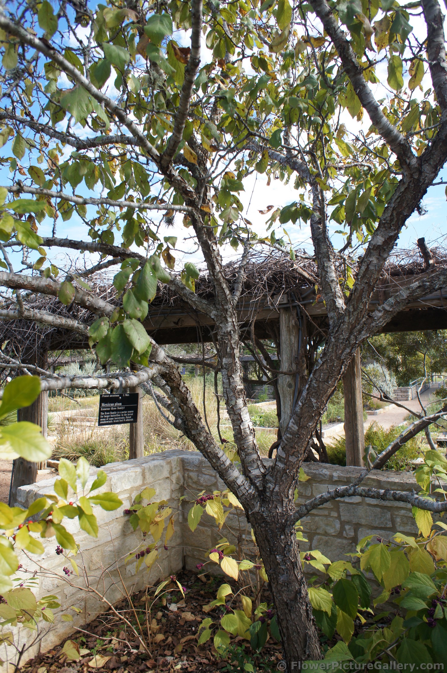 Mexican Plum tree at Lady Bird Johnson Wildflower Center.jpg