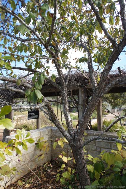 Mexican Plum tree at Lady Bird Johnson Wildflower Center.jpg