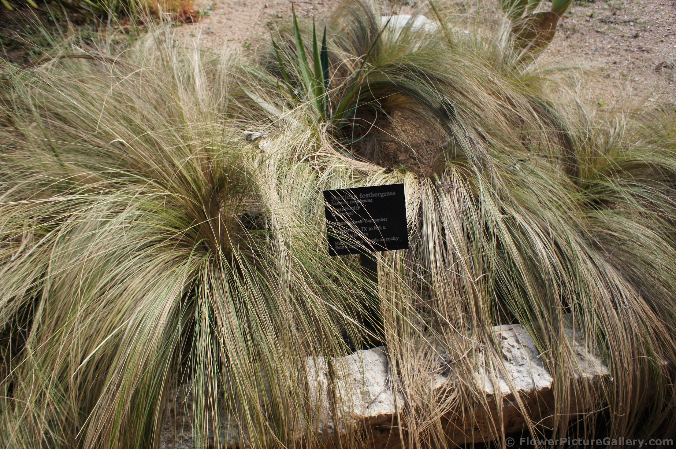Mexican feathergrass Nasselia tendissima Lady Bird Johnson Wildflower Center.jpg