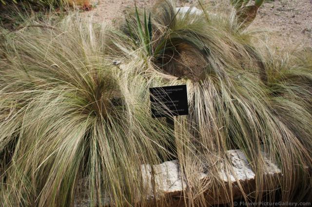 Mexican feathergrass Nasselia tendissima Lady Bird Johnson Wildflower Center.jpg