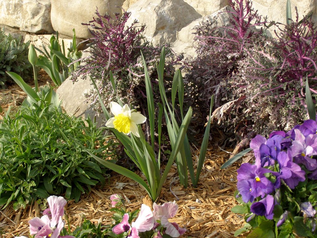 homemade garden flowers bed picture.JPG