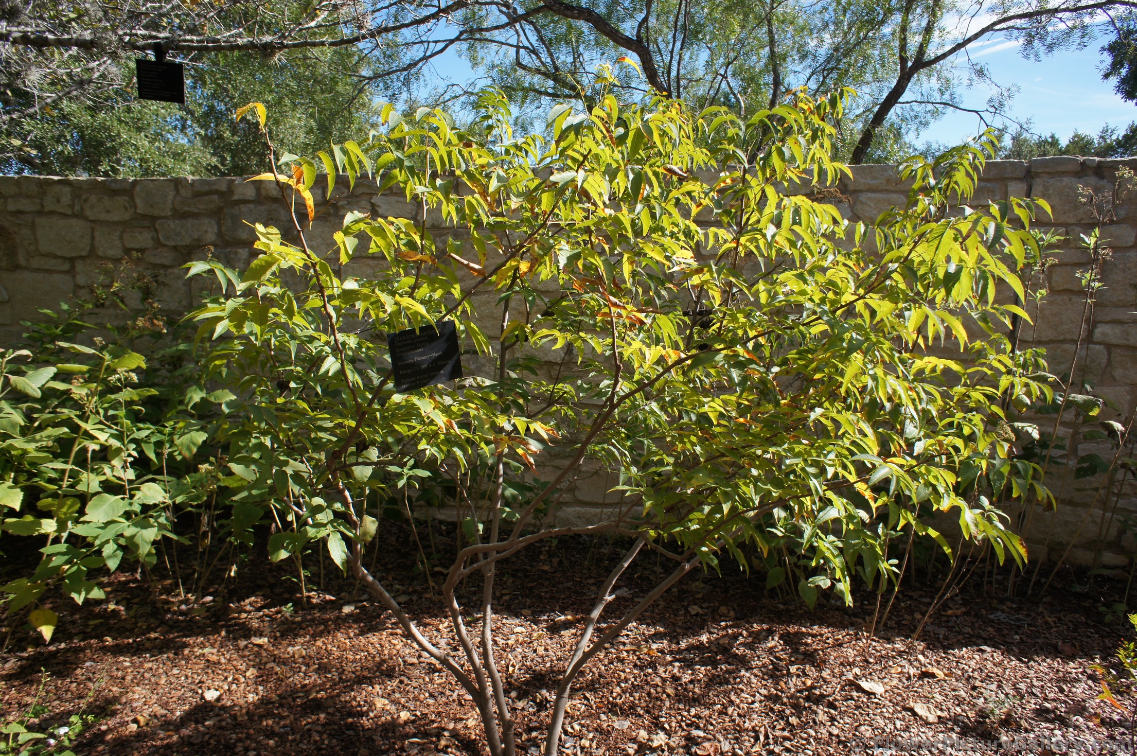 Mexican Buckeye plant at Lady Bird Johnson Wildflower Center.jpg