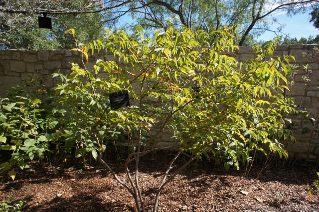 Mexican Buckeye plant at Lady Bird Johnson Wildflower Center.jpg