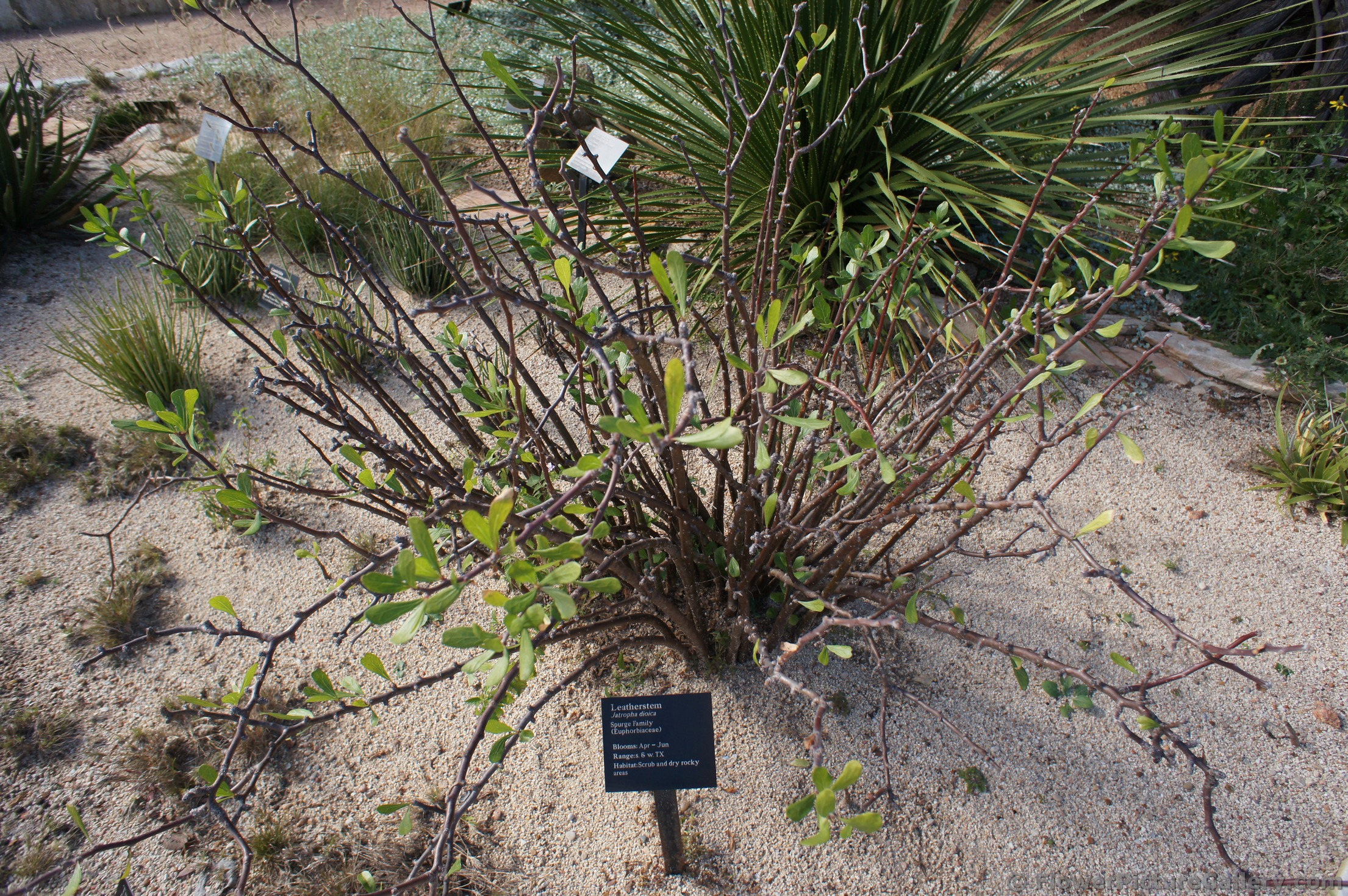 Leatherstem plant at Lady Bird Johnson Wildflower Center.jpg