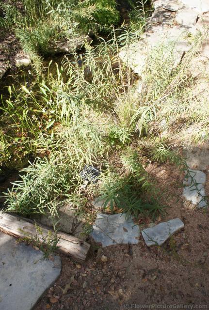 Julia's Golden Rod Plant at Lady Bird Johnson Wildflower Center.jpg