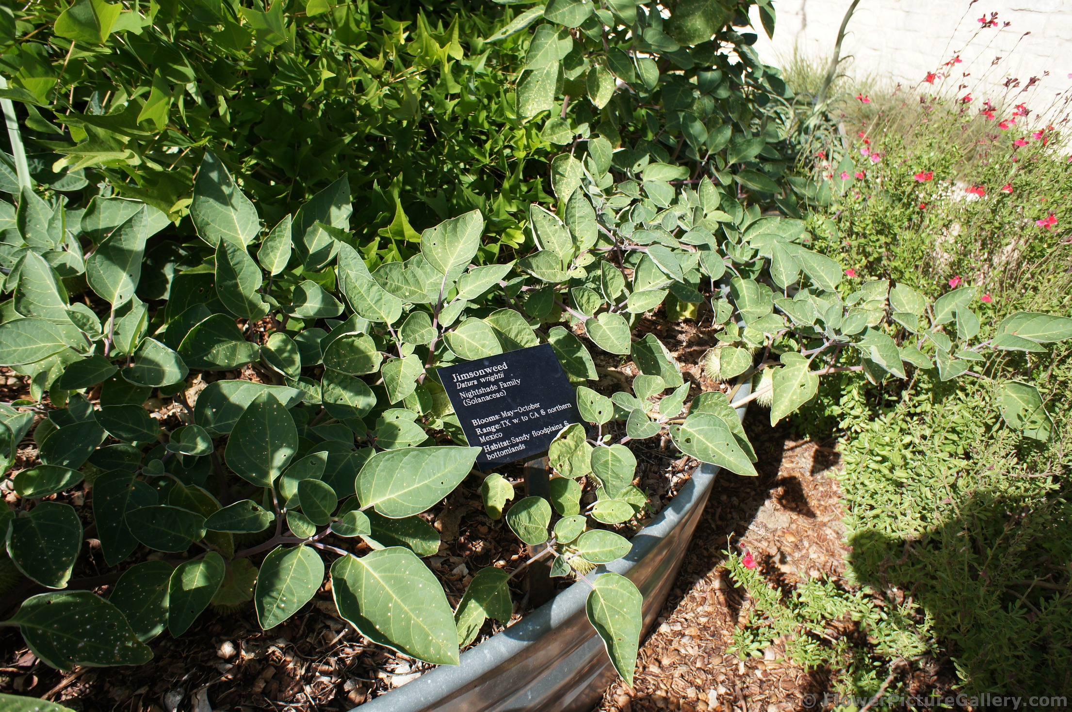 Jimsonweed Datura wrightii at Lady Bird Johnson Wildflower Center.jpg