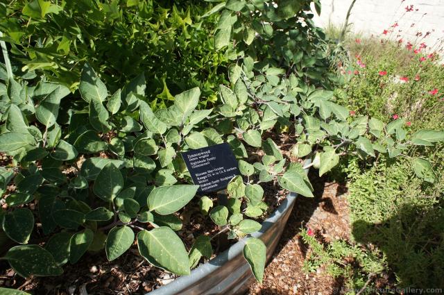Jimsonweed Datura wrightii at Lady Bird Johnson Wildflower Center.jpg