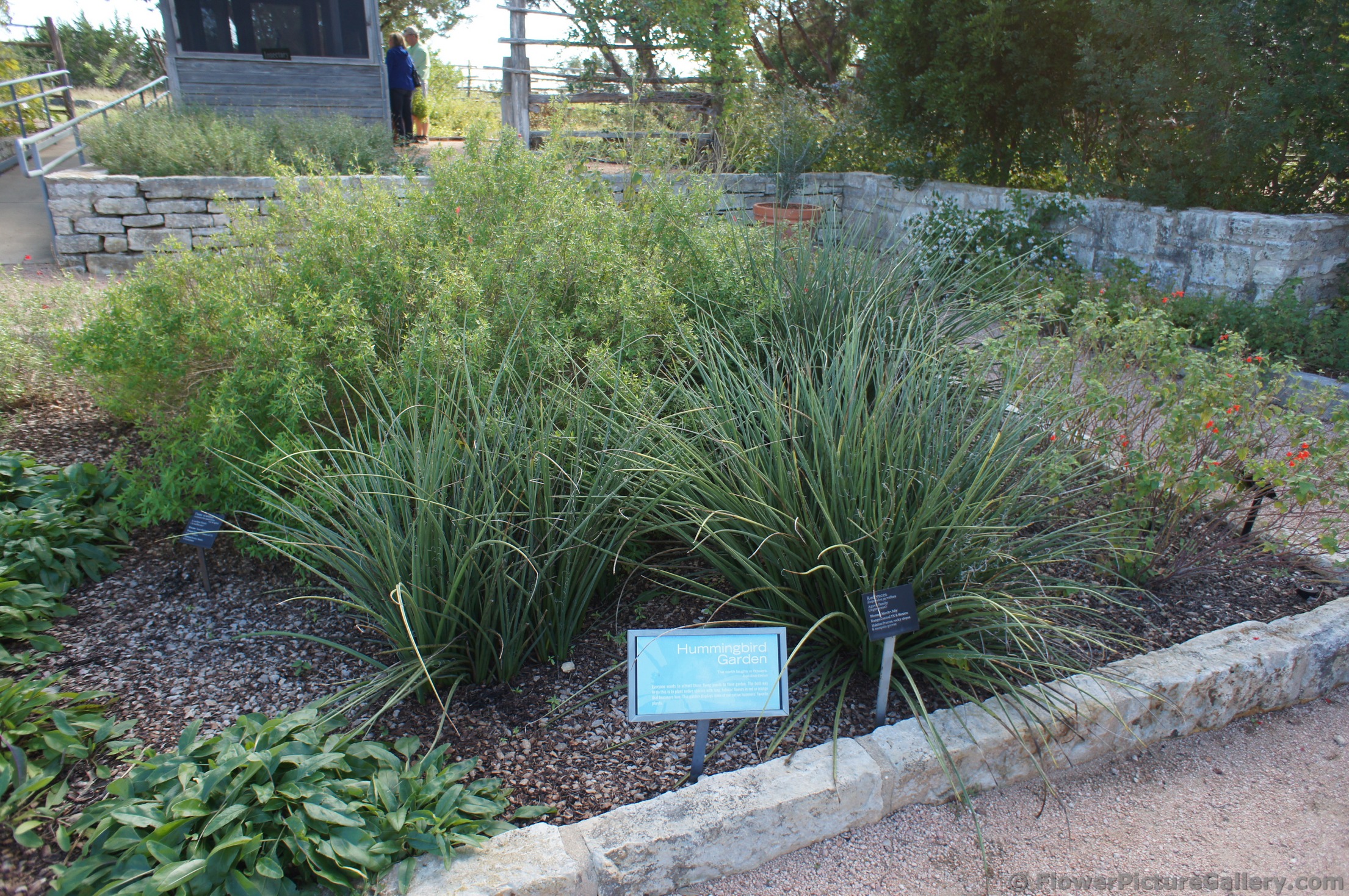 Hummingbird Garden at Lady Bird Johnson Wildflower Center.jpg