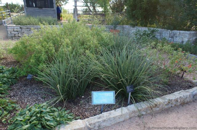 Hummingbird Garden at Lady Bird Johnson Wildflower Center.jpg