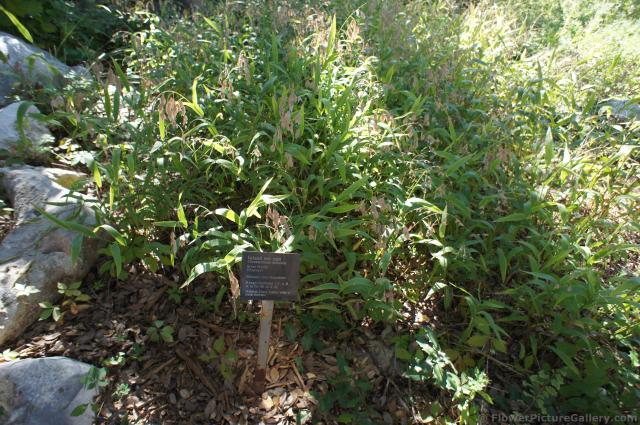 Inland Sea Oats Chasmanthium Latifolium at Lady Bird Johnson Wildflower Center.jpg