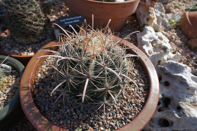 Hedgehog Cactus at Lady Bird Johnson Wildflower Center.jpg