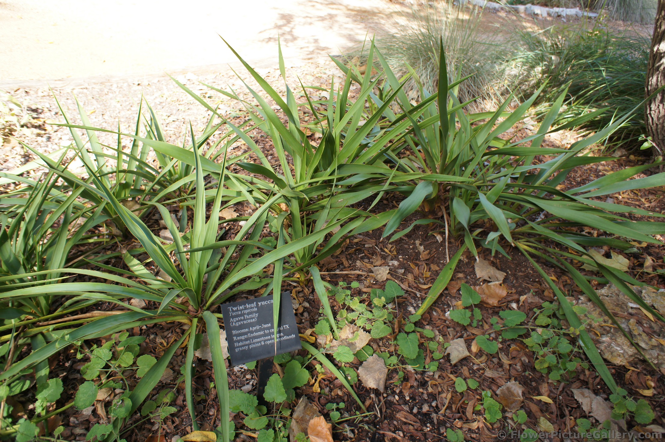 Groups of Twist-leaf Yucca at Lady Bird Johnson Wildflower Center.jpg