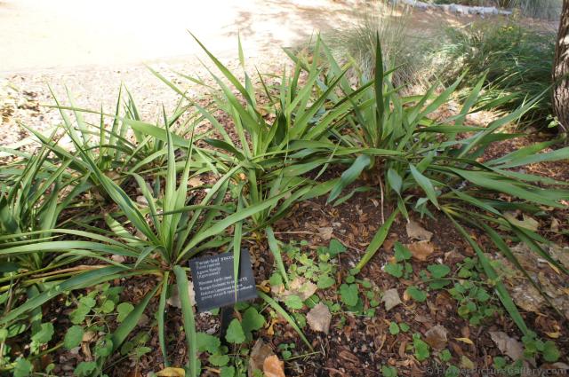 Groups of Twist-leaf Yucca at Lady Bird Johnson Wildflower Center.jpg
