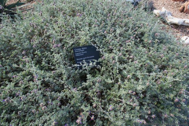 Gregg dalea with purple flowers at Lady Bird Johnson Wildflower Center.jpg