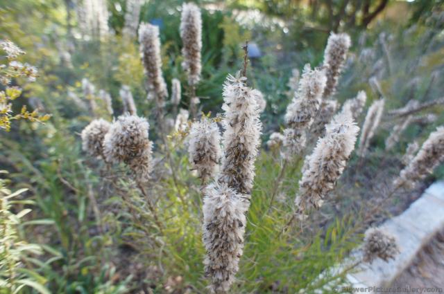 Gay Feather Liatris mucronata plant at Lady Bird Johnson Wildflower Center.jpg