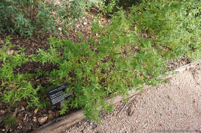 Flame acanthus plant at Lady Bird Johnson Wildflower Center.jpg
