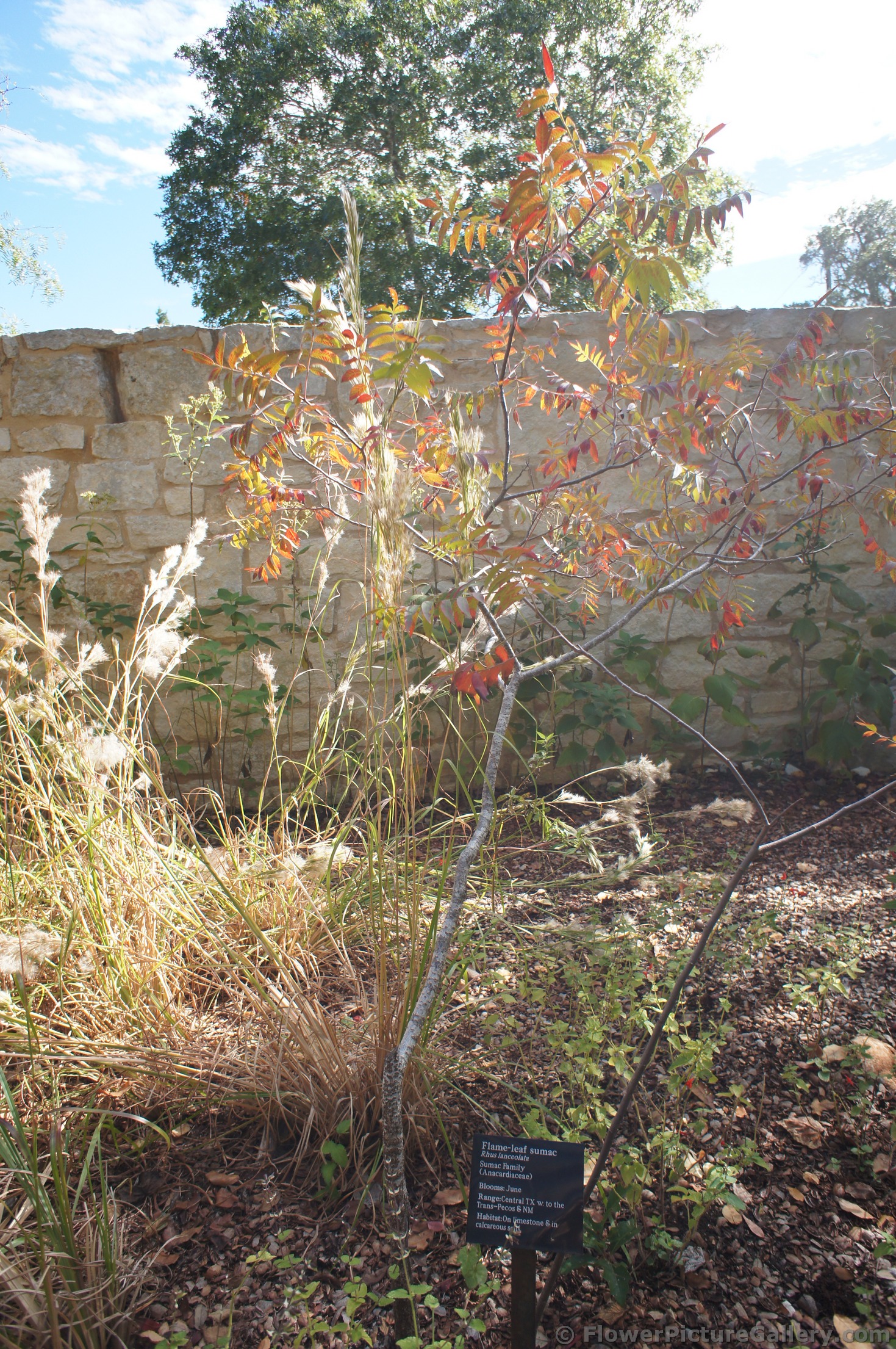 Flame-leaf sumac Rhus lanceolata at Lady Bird Johnson Wildflower Center.jpg