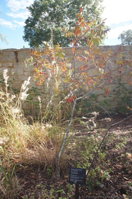 Flame-leaf sumac Rhus lanceolata at Lady Bird Johnson Wildflower Center.jpg
