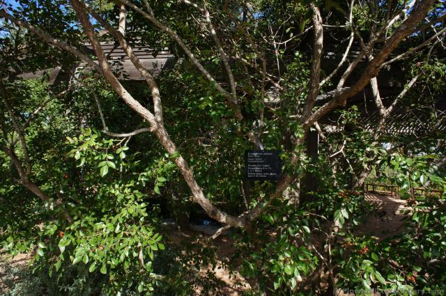 Evergreen Sumac tree Rhus virens at Lady Bird Johnson Wildflower Center.jpg