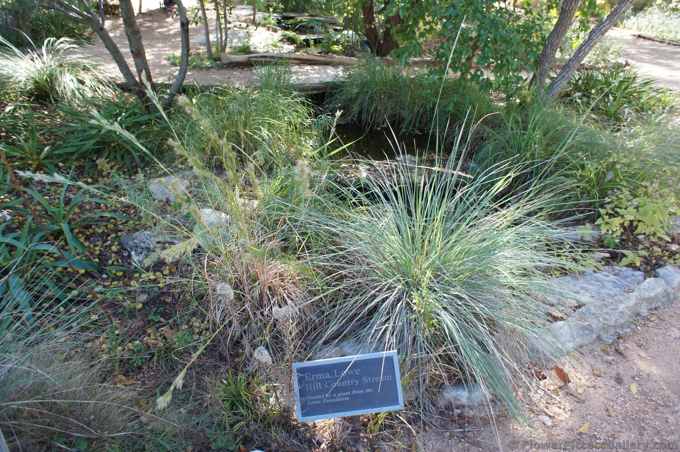 Erma Low Hill Country Stream Lady Bird Johnson Wildflower Center.jpg