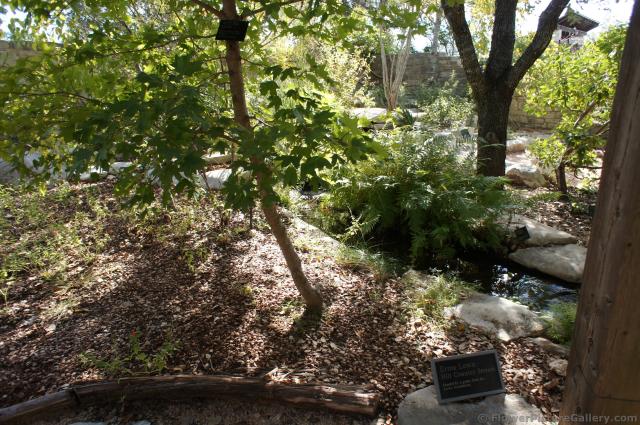 Erma Low Hill Country Stream at Lady Bird Johnson Wildflower Center.jpg