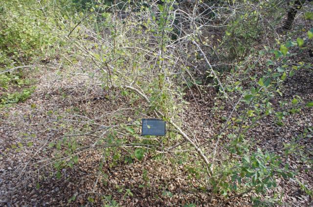 Elbow-bush plant at Lady Bird Johnson Wildflower Center.jpg