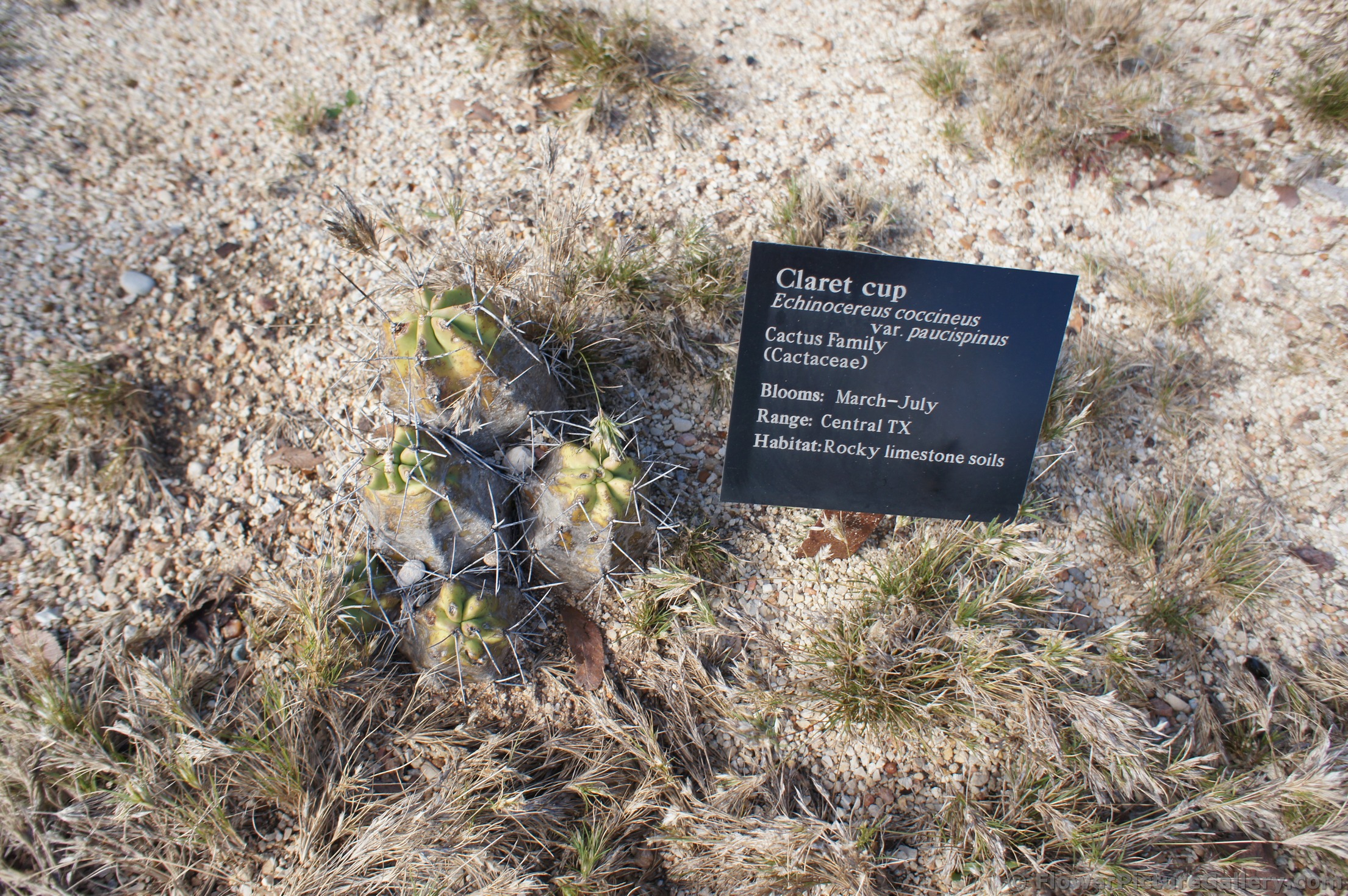 Claret cup Echinocereus coccineus var paucispinus.jpg