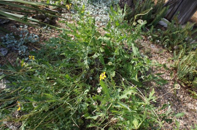 Chocolate Flower in yellow at Lady Bird Johnson Wildflower Center.jpg