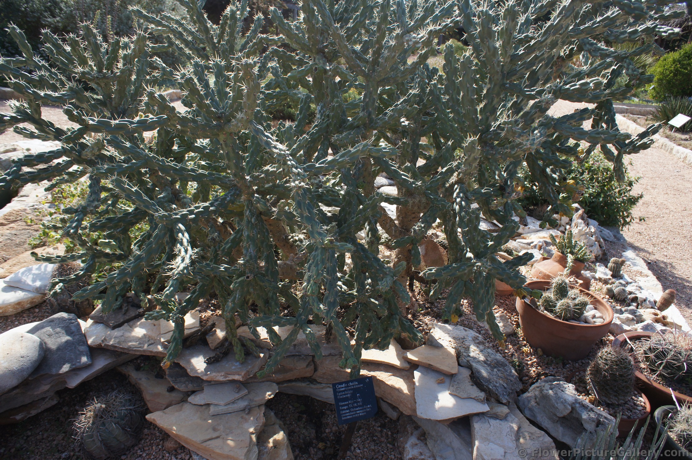 Candle cholla at Lady Bird Johnson Wildflower Center.jpg