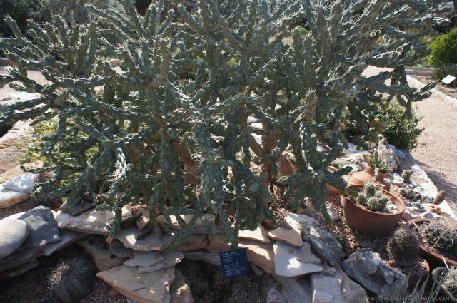 Candle cholla at Lady Bird Johnson Wildflower Center.jpg