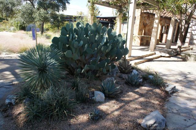 Cactus garden at courtyard inside Lady Bird Johnson Wildflower Center.jpg