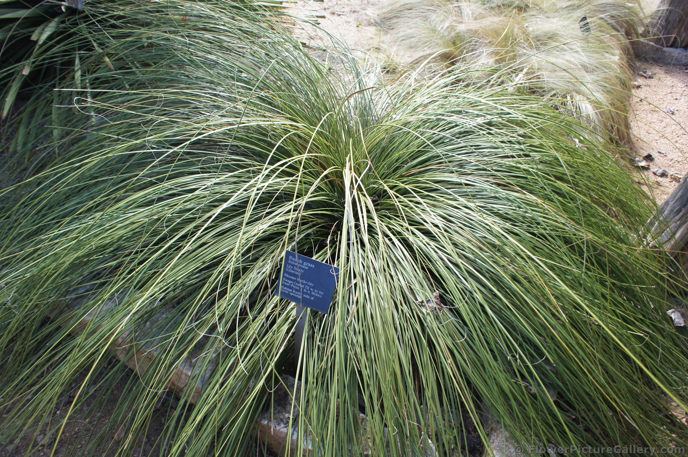 Bunch Grass Nolina texana at Lady Bird Johnson Wildflower Center.jpg
