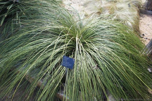 Bunch Grass Nolina texana at Lady Bird Johnson Wildflower Center.jpg