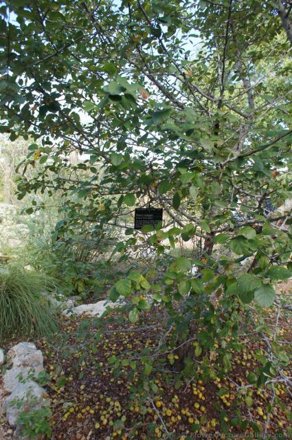 Blanco crabapple tree at Lady Bird Johnson Wildflower Center.jpg