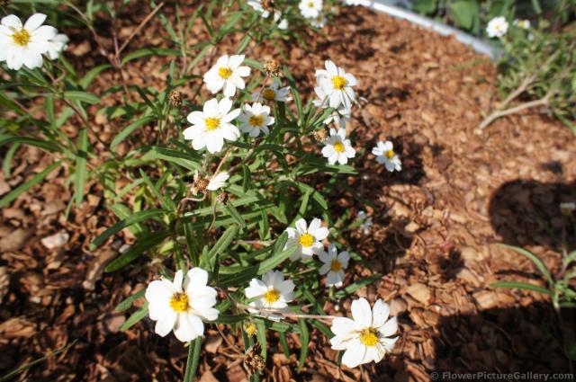 Blackfoot Daisy flower in white at Lady Bird Johnson Wildflower Center.jpg