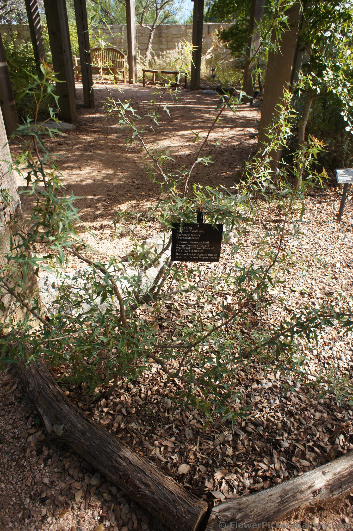 Agarita Plant Mahonia Trifoliolata at Lady Bird Johnson Wildflower Center.jpg