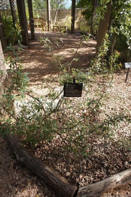 Agarita Plant Mahonia Trifoliolata at Lady Bird Johnson Wildflower Center.jpg