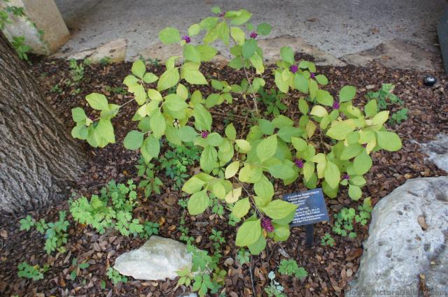 American Beautyberry Calliparca Americana at Lady Bird Johnson Wildflower Center.jpg