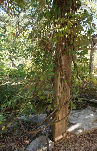 Aattan vine Barchemia scandens at Lady Bird Johnson Wildflower Center.jpg