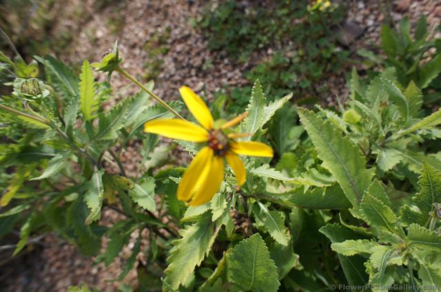 Yellow Chocolate Flower Berlandiera lyrata at Lady Bird Johnson Wildflower Center.jpg