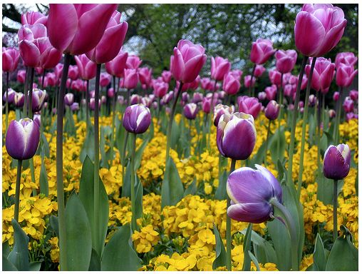 Kew Garden Flowers with purple tulips and bright yellow flowers.JPG
