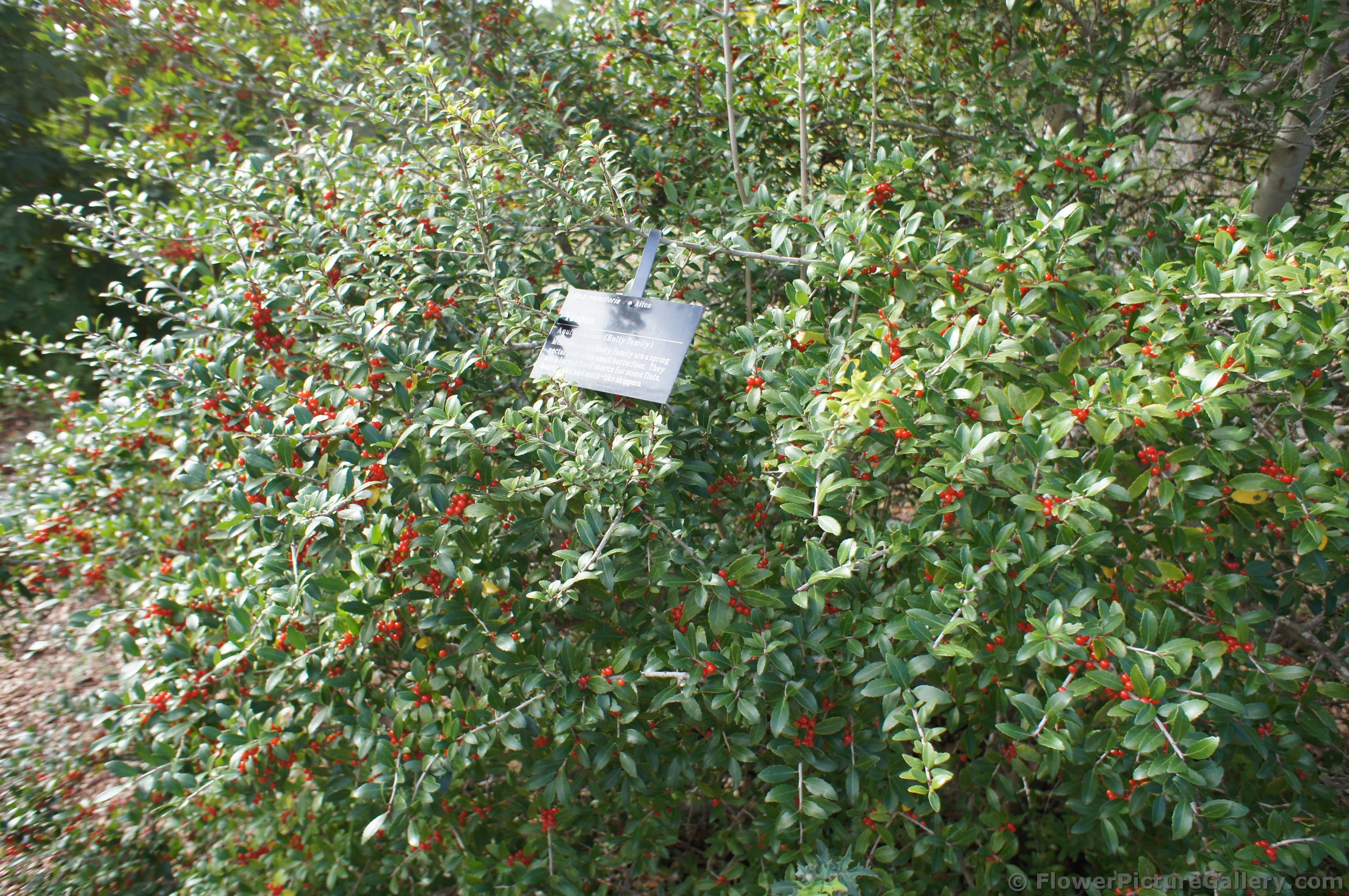 Yaupon with red berries at Lady Bird Johnson Wildflower Center.jpg