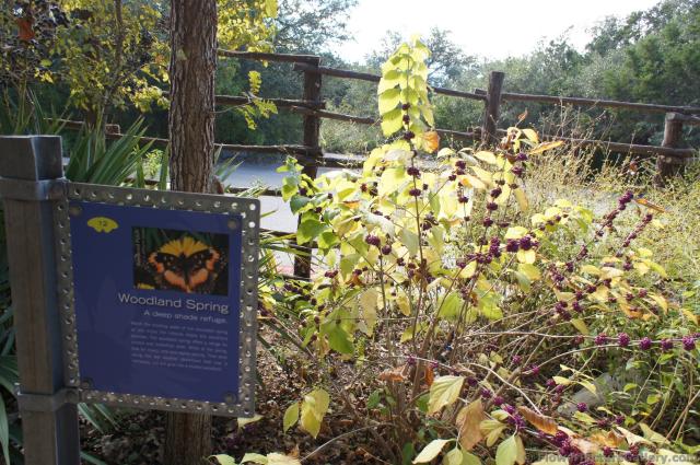 Woodland Spring butterfly area at Lady Bird Johnson Wildflower Center.jpg