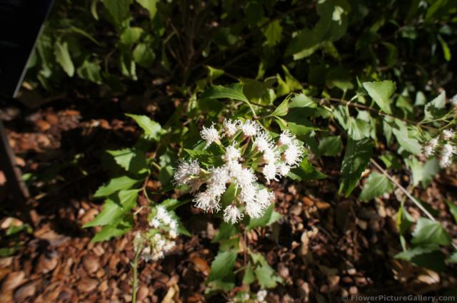 White flowers of Shrubby Boneset at Lady Bird Johnson Wildflower Center.jpg