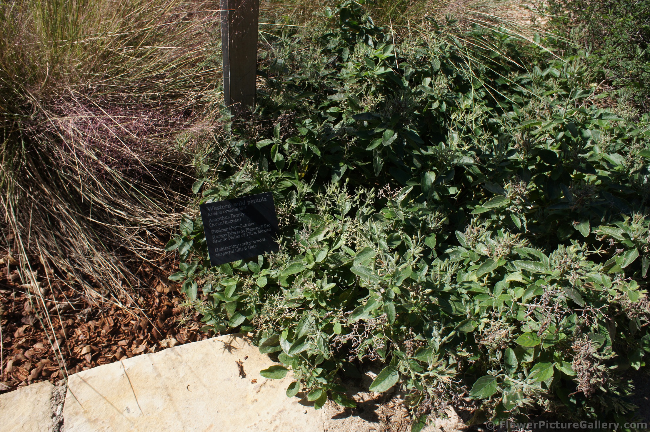 Western Wild Petunia at Lady Bird Johnson Wildflower Center.jpg