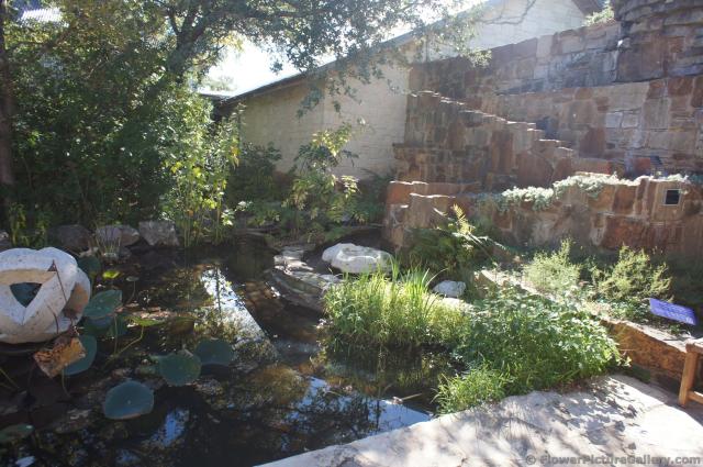 Wetland Pond with native Texas plants at Lady Bird Johnson Wildflower Center.jpg