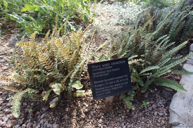 Wavy scaly cloackfern at Lady Bird Johnson Wildflower Center.jpg