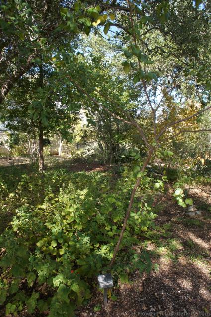 Water Ash tree Ptelea trifoliata at Lady Bird Johnson Wildflower Center.jpg